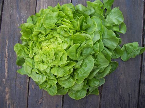variétés de salades vertes